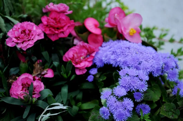 粉色和蓝色的花朵 — 图库照片