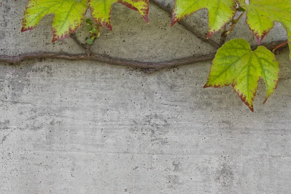 stock image Creepy crawler on a cracked wall