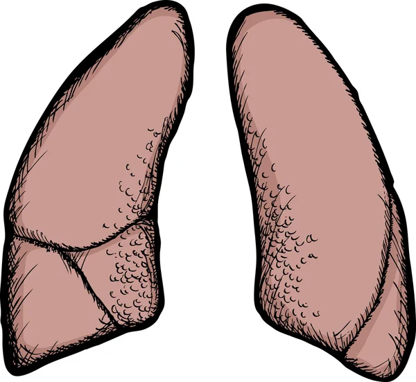 Människans lungor — Stockfoto