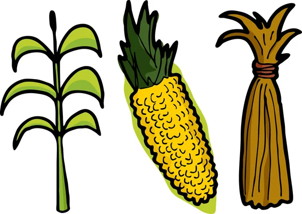 Kukurydza w trzech etapach — Zdjęcie stockowe