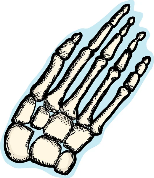 Menschliche Handknochen — Stockvektor