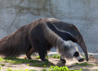 Giant Anteater clipart