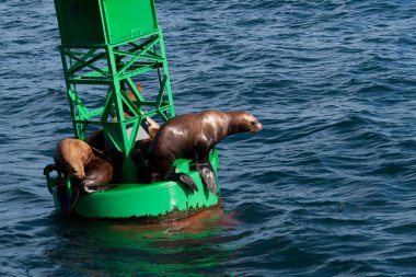 Stellar deniz aslanları