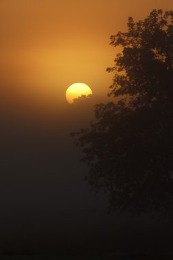 Sunrise sis aracılığıyla