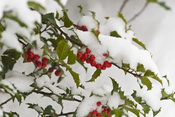 Pokryte śniegiem krzew holly — Zdjęcie stockowe