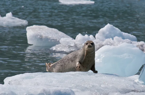 Harbor Seal on Ice Flow — Stock Photo, Image