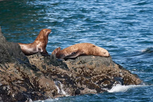 Leões marinhos estelares — Fotografia de Stock