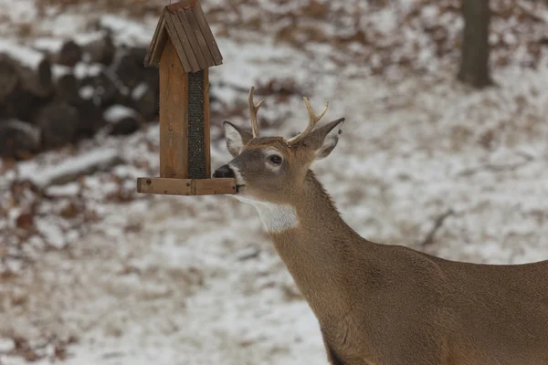 Samec jelenů na birdfeeder — Stock fotografie