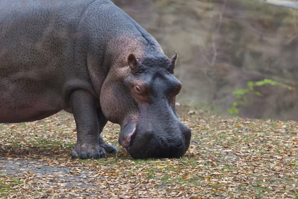 stock image Hippopotamus