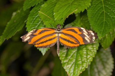 Danalid kelebek (Lycorea cleobaea)