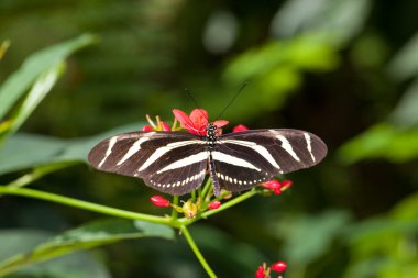 Zebra longwing kelebek