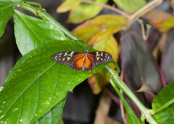 Tigre mariposa alargada — Foto de Stock