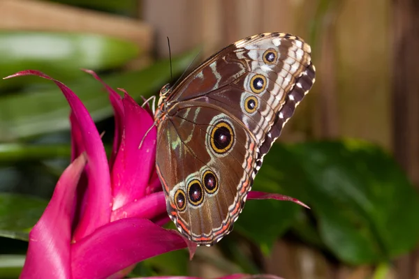 Mariposa morfo azul — Foto de Stock