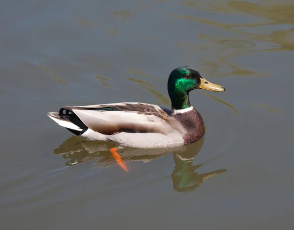 Yeşilbaş ördek (erkek) — Stok fotoğraf