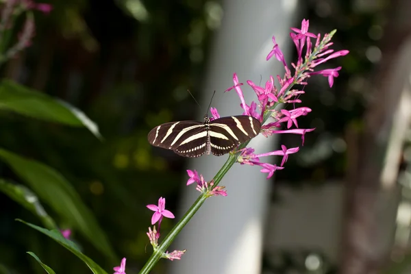Зебра длиннокрылая бабочка — стоковое фото