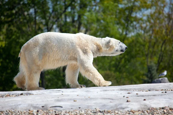 Eisbär geht — Stockfoto