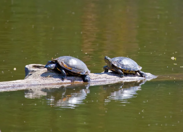 Turtles in the Sun — Stock Photo, Image