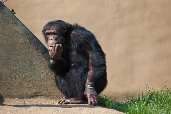 stock image Chimpanzee