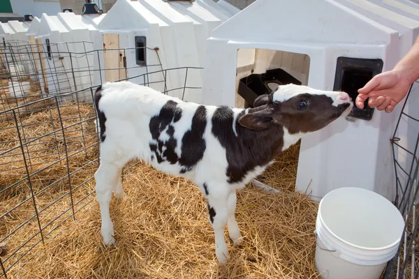 Ternero Holstein — Foto de Stock