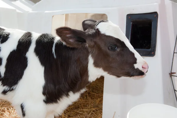 Vaca Holstein — Foto de Stock