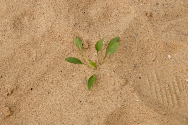 Stock image Weed Growing in Sand