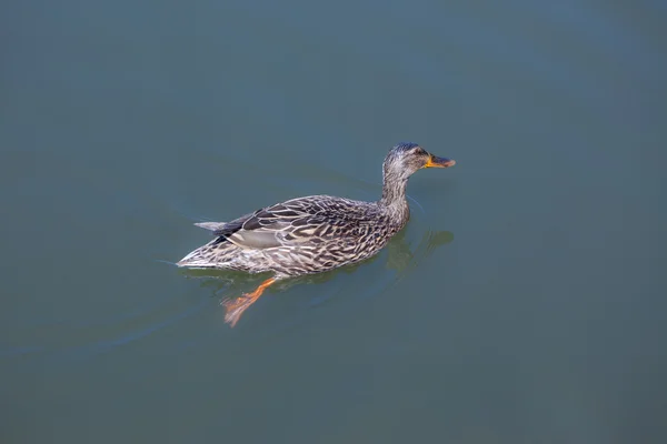 Mallard Duck (Female) Rechtenvrije Stockafbeeldingen