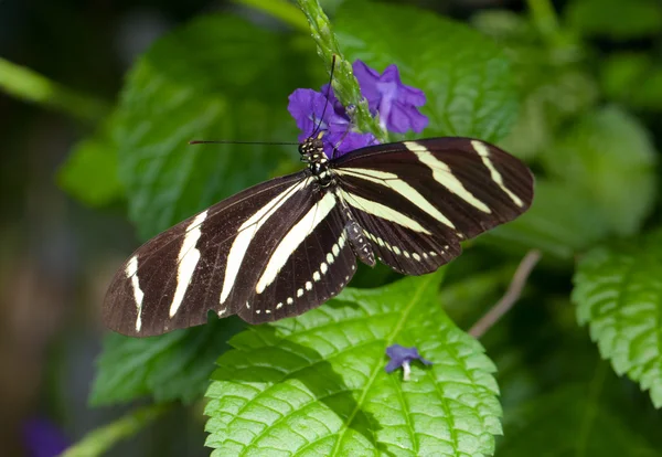 Зебра длиннокрылая бабочка Лицензионные Стоковые Фото