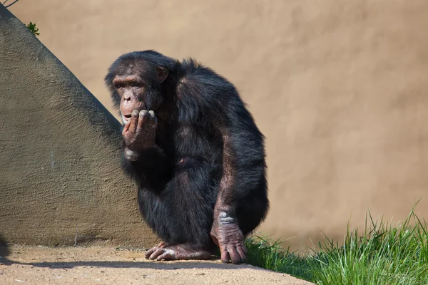 침팬지이 로열티 프리 스톡 사진