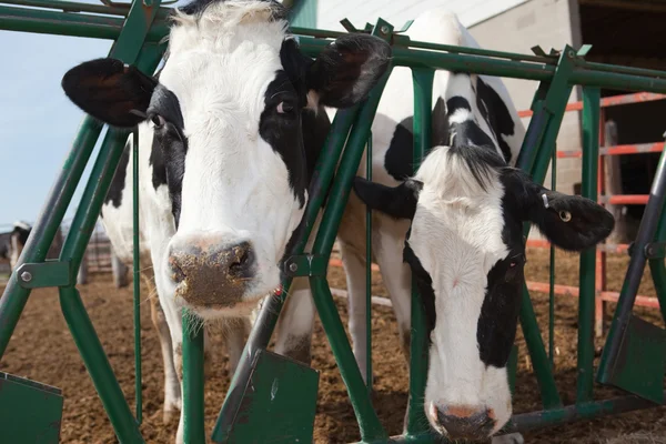 Holsteinische Kühe Stockbild