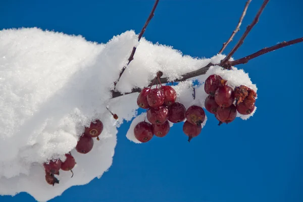 Rode bessen met sneeuw Stockfoto