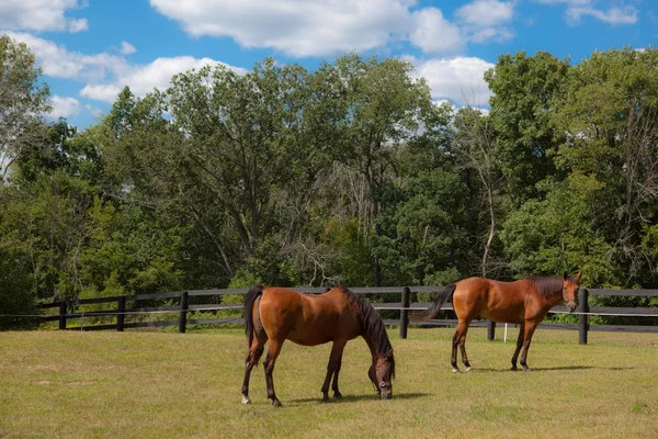 Twee bruin paarden in grasland Rechtenvrije Stockfoto's