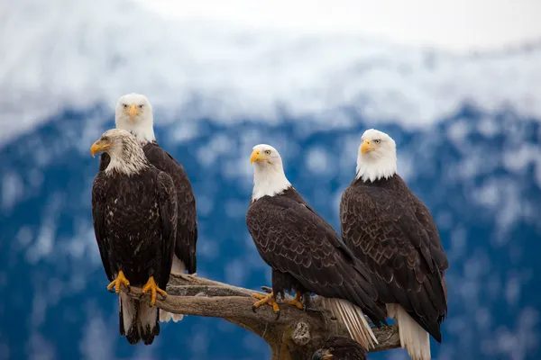 Vier bald eagles — Stockfoto