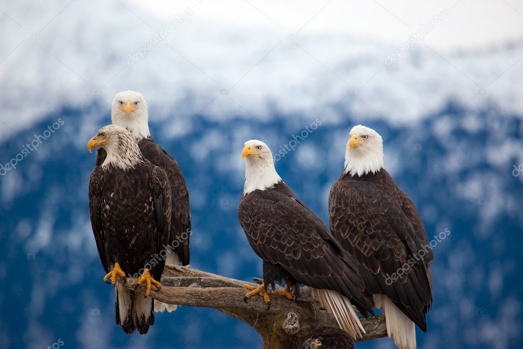 Four Bald Eagles