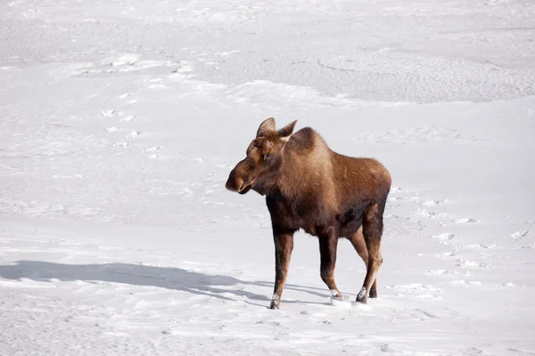 stock image Alaskan Moose on Snow