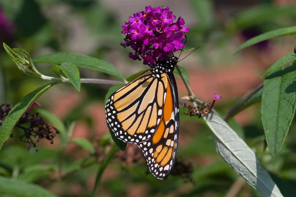 stock image Butterfly on Purple Flower