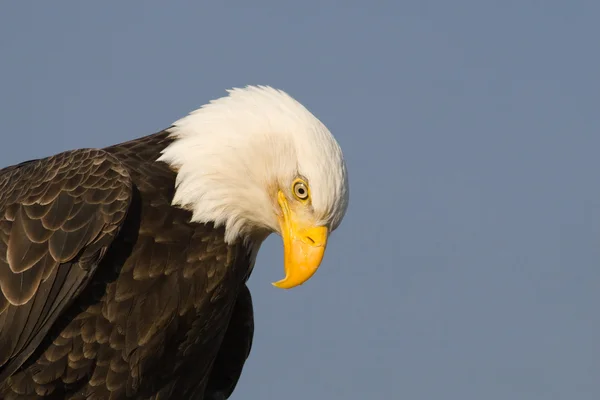 Bald eagle profil — Stockfoto