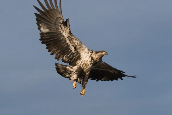 젊은 대머리 독수리 비행 — 스톡 사진