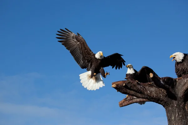 Aterragem de águia careca Fotos De Bancos De Imagens Sem Royalties