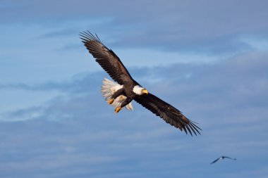 Bald Eagle Flying clipart