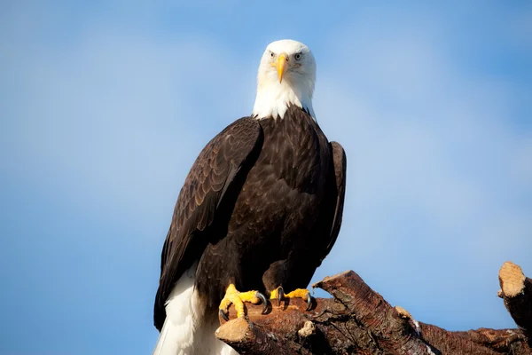 Bald eagle på abborre — Stockfoto