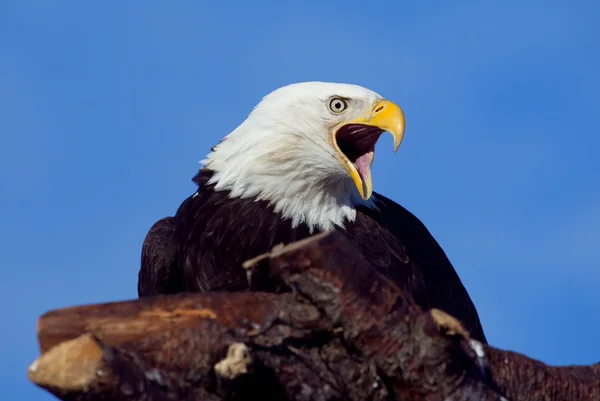 Лысый орел на окуни — стоковое фото