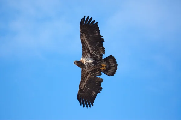 Bald Eagle Flying — Stock Photo, Image