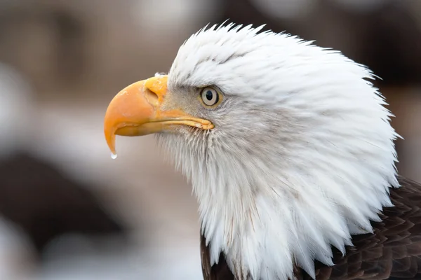 Αμερικανική φαλακρός αετός κεφάλι πυροβόλησαν — Φωτογραφία Αρχείου