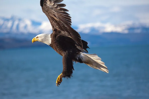 Aquila calva che vola — Foto Stock