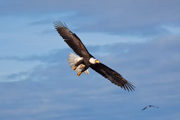 Águila calva volando Fotos De Stock Sin Royalties Gratis
