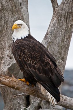 Amerikan kel kartal