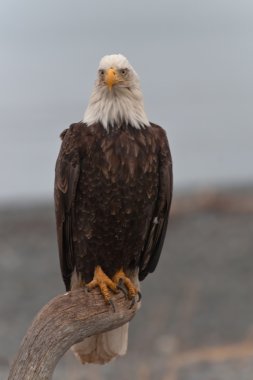 American Bald Eagle clipart