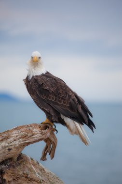 Kel kartal levrek üzerinde