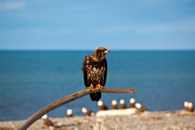 Young American Bald Eagle clipart