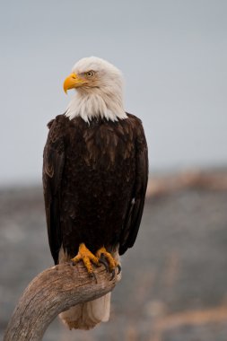 American Bald Eagle clipart